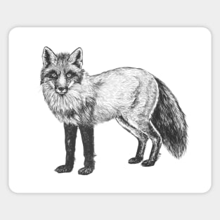 Fox drawing Sticker